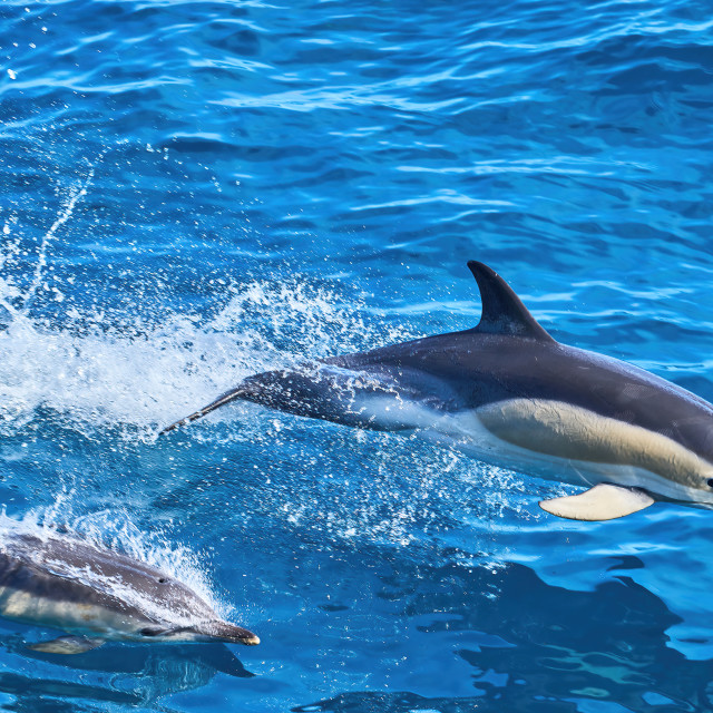 "Dolphins playing around" stock image