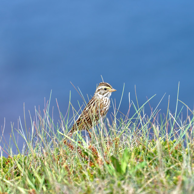 "Savannah sparrow" stock image