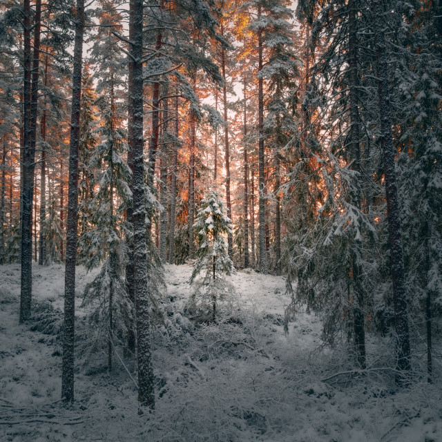 "Golden light in the forest" stock image