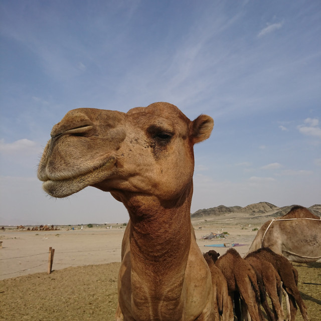 "Camel smiling during the day at yemen camel farm" stock image