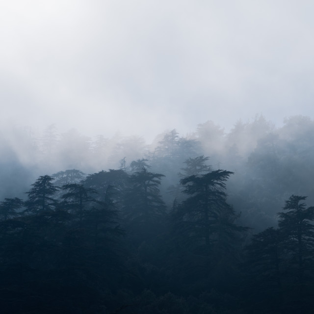 "Cedar Trees in the Mist Kremmos tis Pellis" stock image