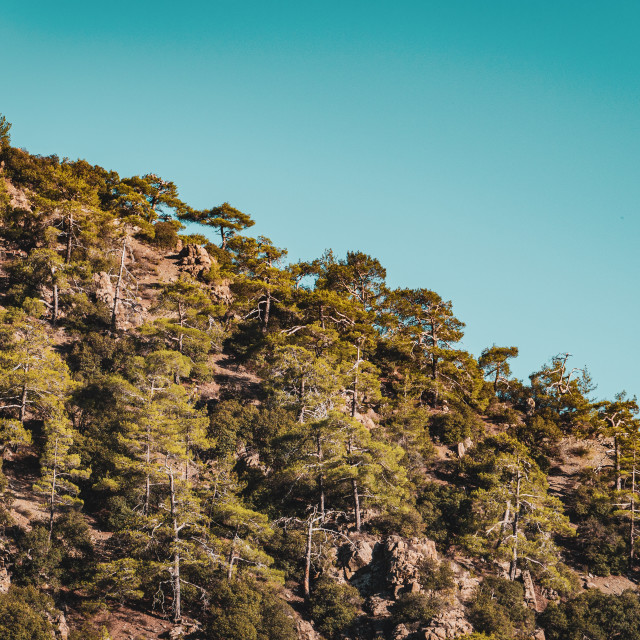 "Troodos Pine Trees" stock image