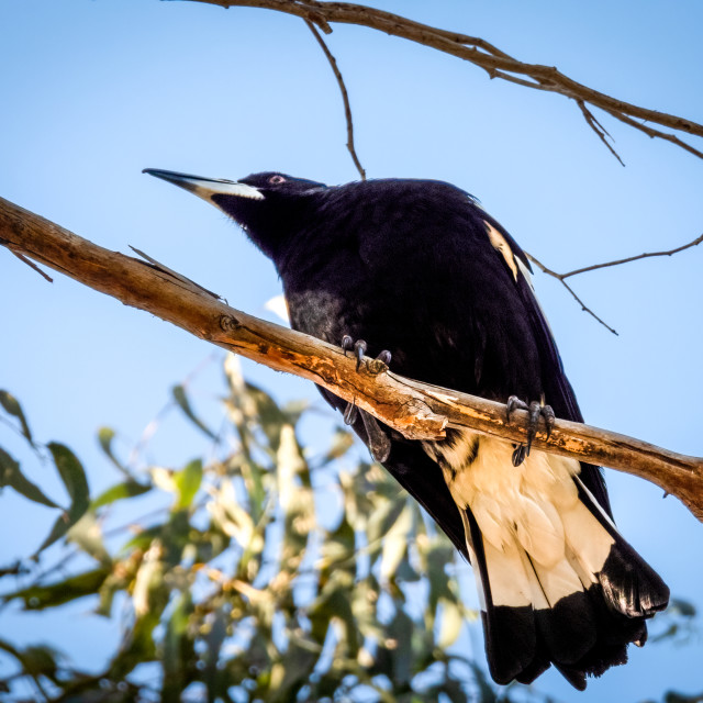 "Magpie Above" stock image