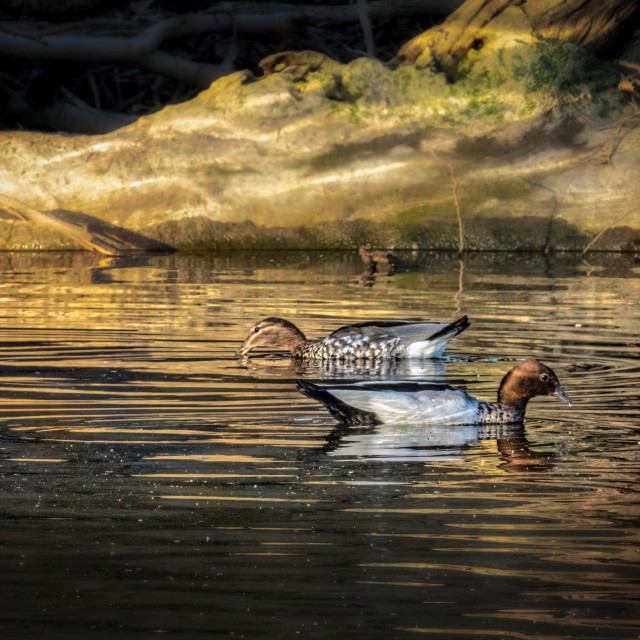 "Wood Ducks in Dappled Light" stock image