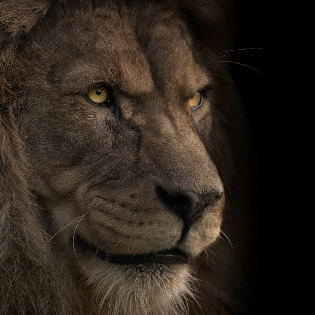 Я лев фото. Морда льва. Спокойный лев. Я лев фото. Лев.