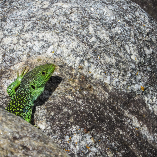 "Lizard" stock image