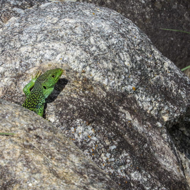 "Lizard, Galicia" stock image