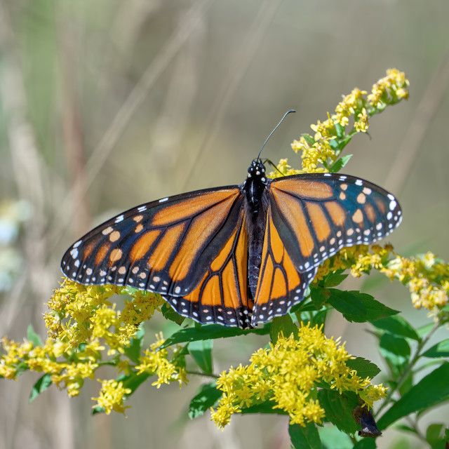 "Fall Butterfly" stock image