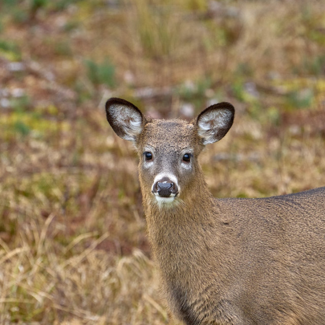 "Curious Deer" stock image