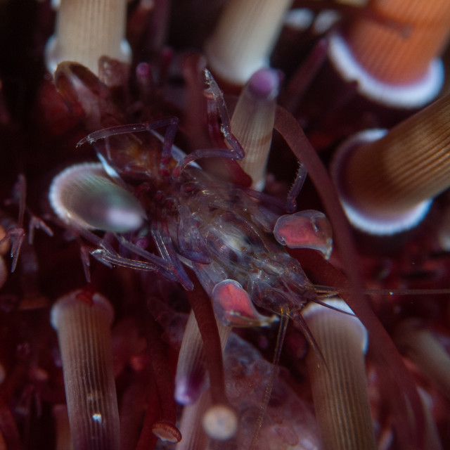 "Striped Upside-down Shrimp / Arete indicus" stock image
