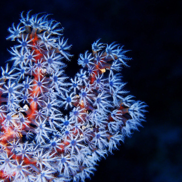 "Soft coral" stock image