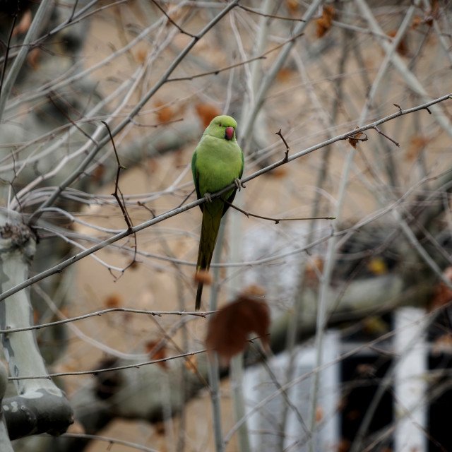 "Rose-ringed parakeet" stock image