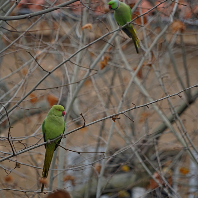 "Rose-ringed parakeet" stock image