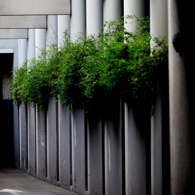 "Columns and plants" stock image