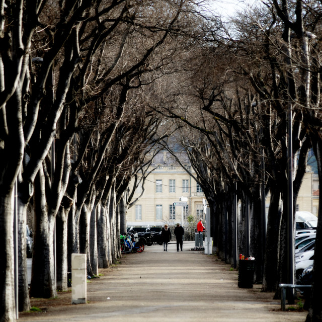 "an avenue of trees" stock image