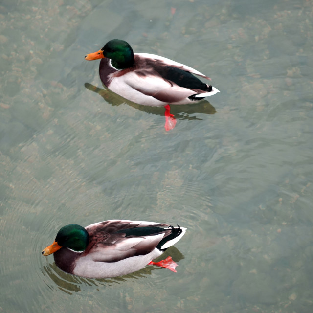 "Ducks" stock image