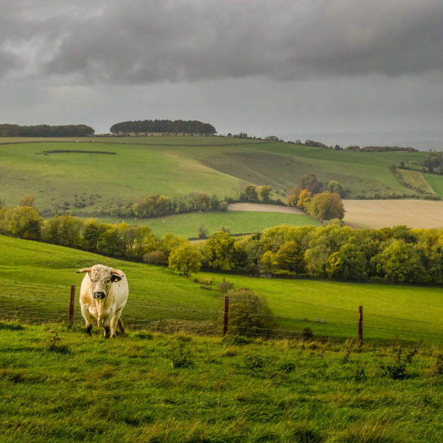 "An English White Bull In A Wiltshire Field" by Steve Joynson - $12.57 "An English White Bull In A Wiltshire Field" stock image
