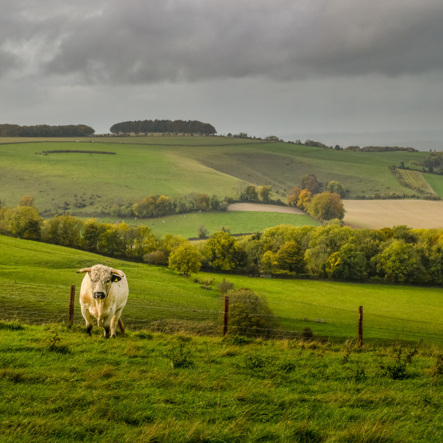 "An English White Bull In A Wiltshire Field" stock image