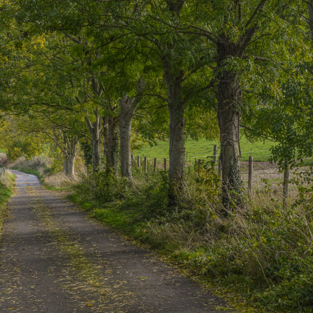 "A Leafy Country Lane In The Wylye Valley, Wiltshire" stock image