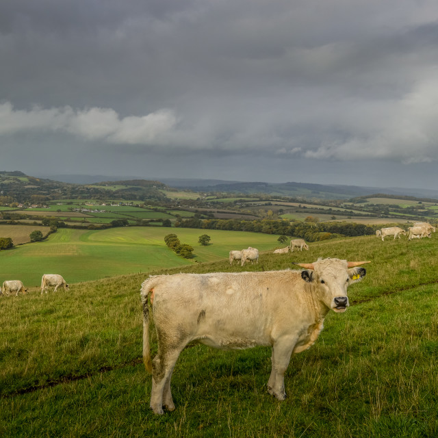 "An English White Cow In Wiltshire" stock image