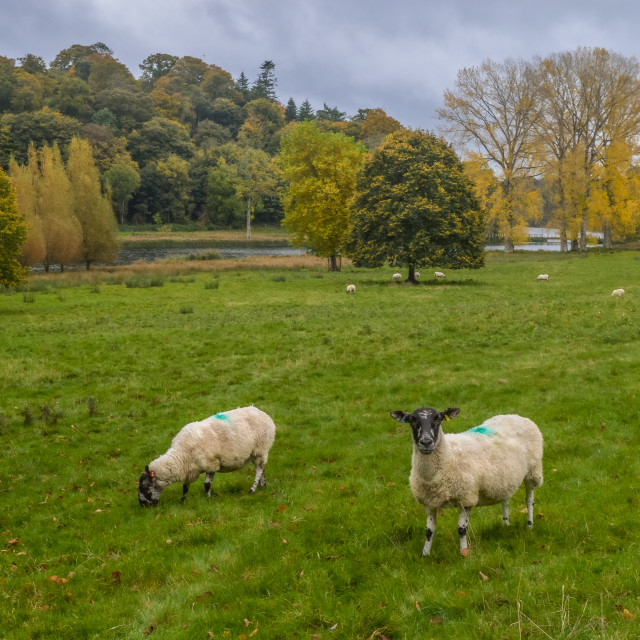 "Sheep At Fonthill Lake, Wiltshire" stock image