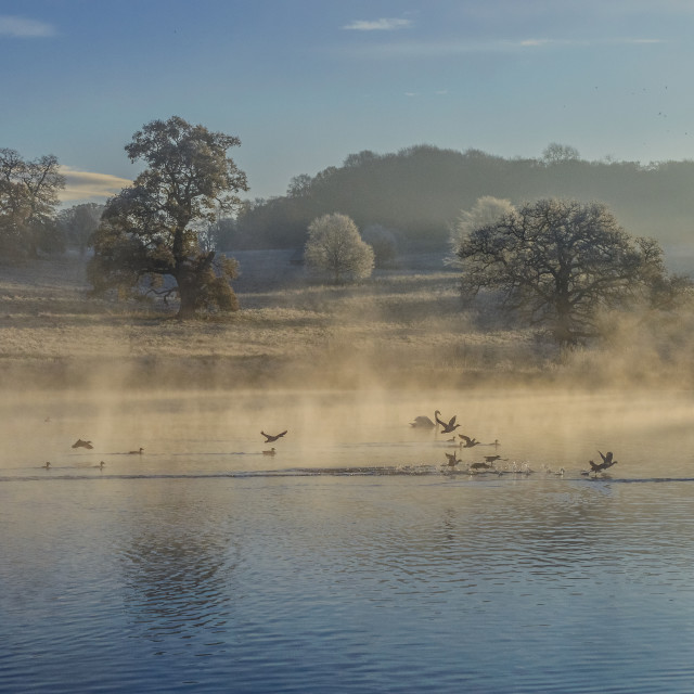 "Birds In Flight At Fonthill Lake, Wiltshire" stock image