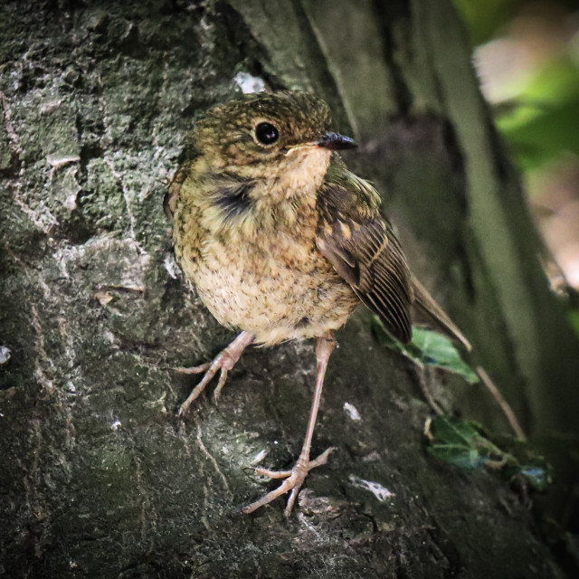 "Sparrow" stock image