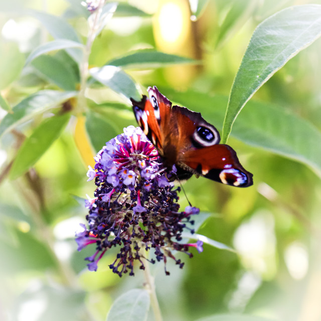 "Butterfly" stock image