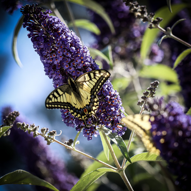 "Butterfly" stock image