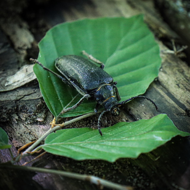 "Ground beetle" stock image