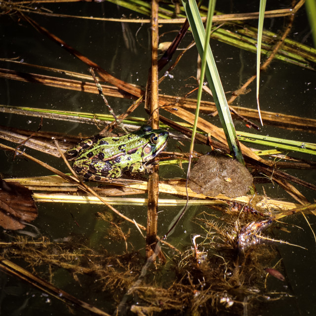 "Frog" stock image