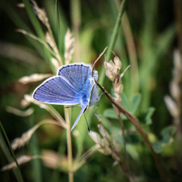 "Blue Butterfly" stock image