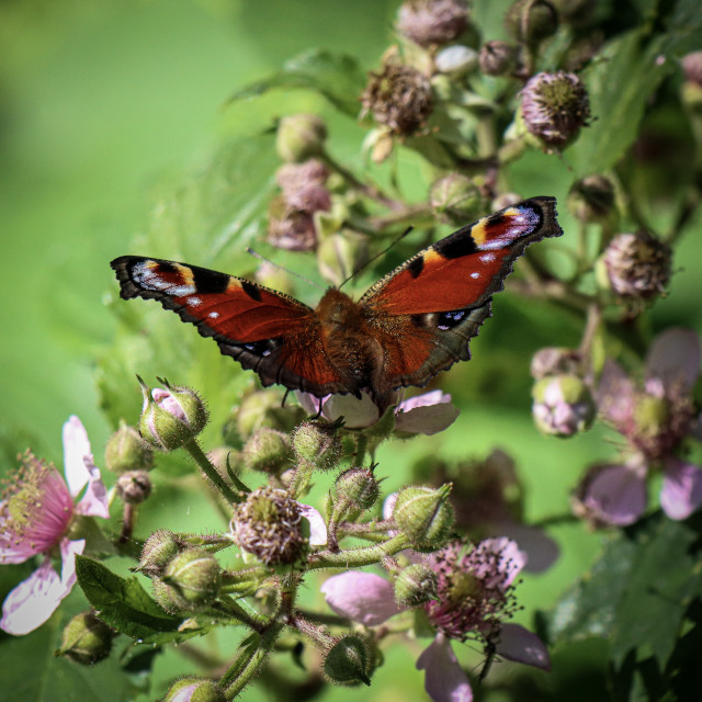 "Butterfly" stock image