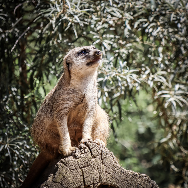 "Meerkat" by - $5.05 "Meerkat" stock image