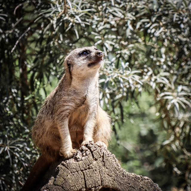 "Meerkat" stock image