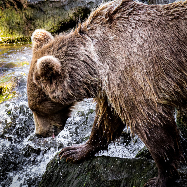 "Bear" stock image