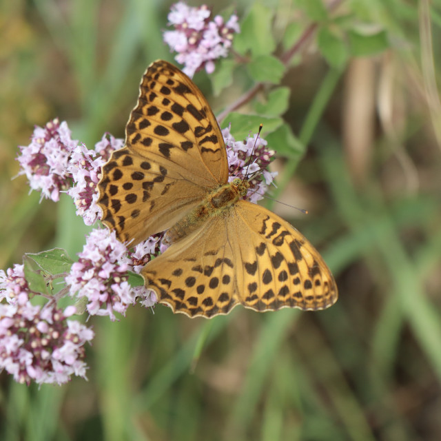 "Butterfly" stock image