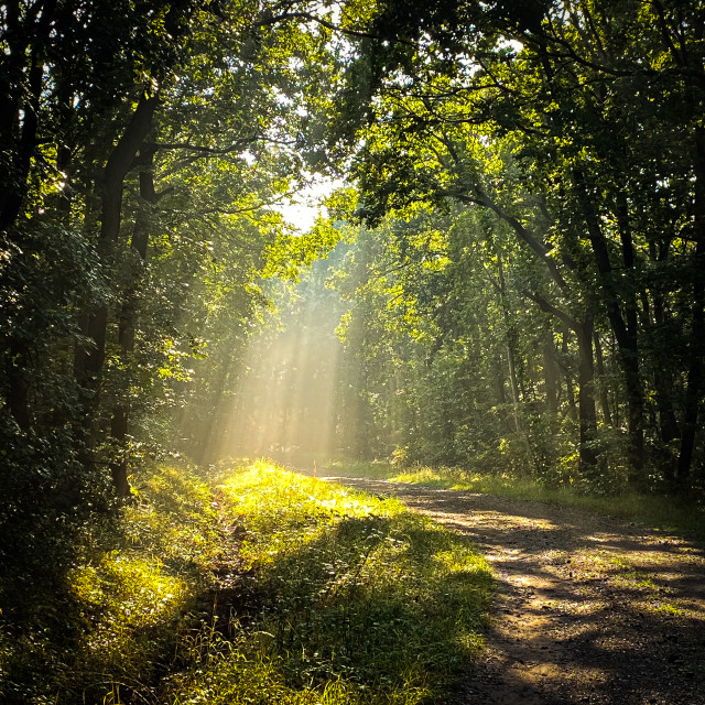 "Lichtspiel auf dem Weg" stock image