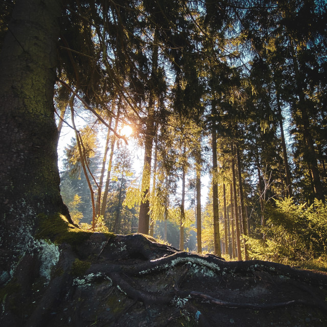 "Waldlicht" stock image