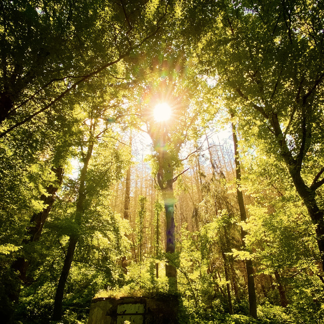 "Sonne bricht durch die Bäume" stock image