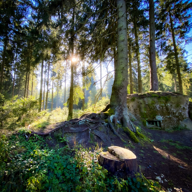 "Bunker auf einer Lichtung" stock image