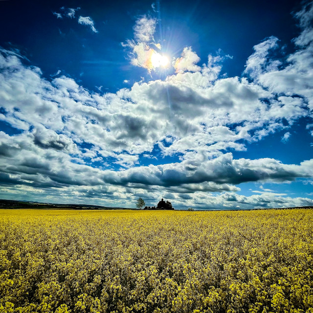 "Wilde Wolken über einem Rapsfeld" stock image