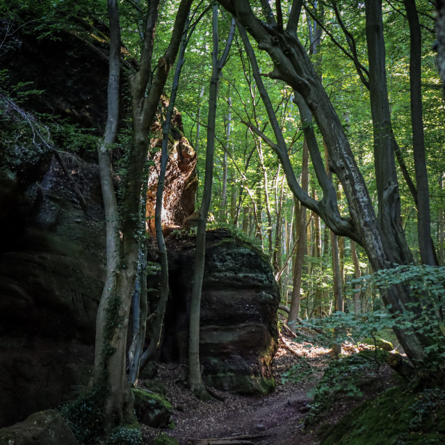 "Wald bei Nideggen" stock image