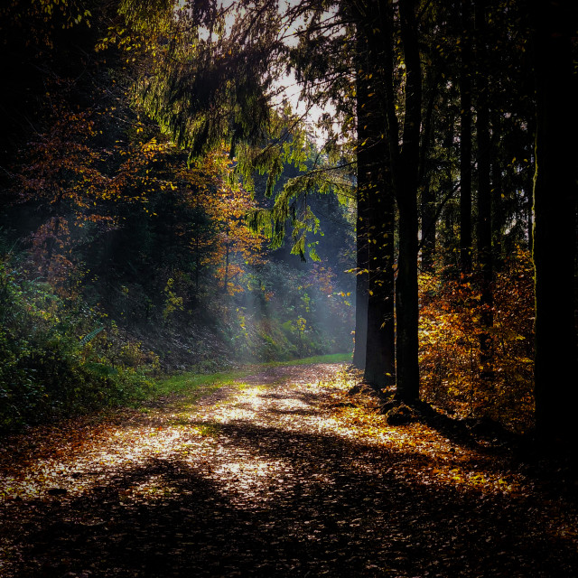 "Herbstlicher Wald" by - $12.06 "Herbstlicher Wald" stock image