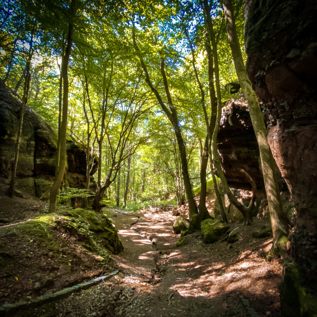 "Waldweg in der EIfel" stock image