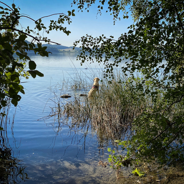 "Laacher See" stock image