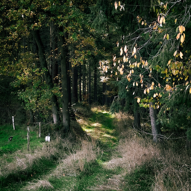 "Eifelpfad" by - $12.63 "Eifelpfad" stock image