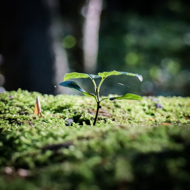 "Pflanzen der Eifel" stock image