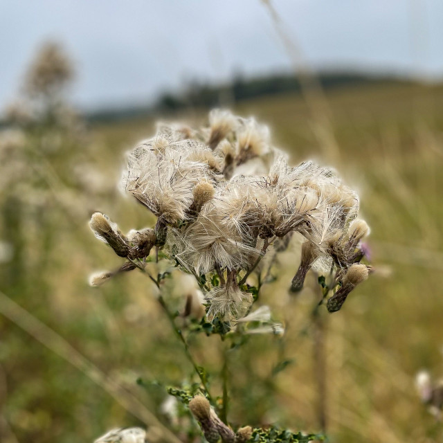 "Pflanzen der Eifel" stock image