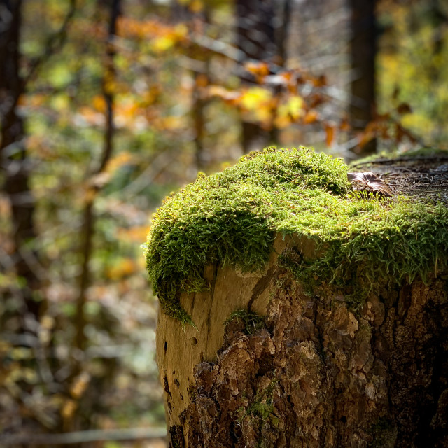 "Pflanzen der Eifel" stock image